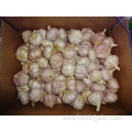 Normal White Garlic Fresh Crop 2019 Jinxiang